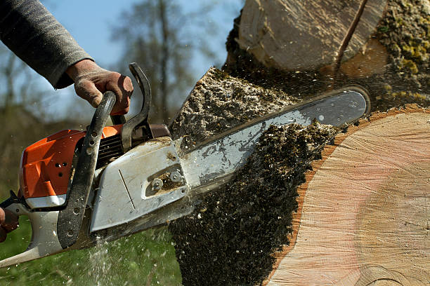 Best Emergency Storm Tree Removal  in Beulah, ND